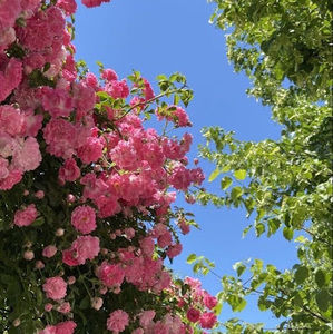 Meet your Posher, Precious